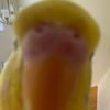 bubblebudgie