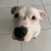 reggierescuedog