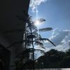 fartaibbra