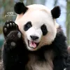 nhutran011
