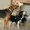 dogmamabean