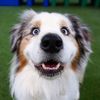 Rhoan Wiggle Butt