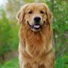 billyadog