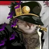 jojo_cat1337