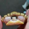 sparkly_turtles