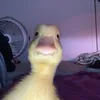 _nqynvnavnh1