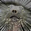 waaaaa4242