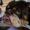 chancho_the_bulldog_79
