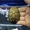 long_turtle999