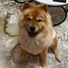 mia.chow