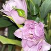 ghadaalowayyid1