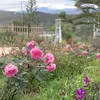 rose_8x4