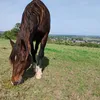 carolawendl