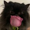 tom_february