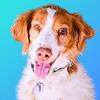 dexterdogouray