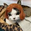 stella_chinchilla