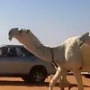 النهدي