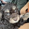 lilo.de.labradoodle