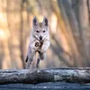 wolfdognaika