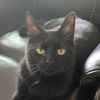 infernal.kitten87