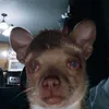 natbrlw