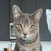 figthetabbycat