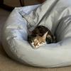 catmom1070