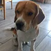 bobyas_du_king