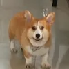 kevinfrancis238