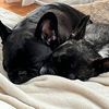 lifewithfrenchies2