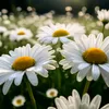 sarka_nat
