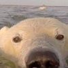 polar_bear_with_actitude