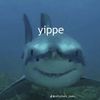 your_local._.cutie