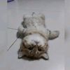 kyutibie