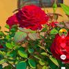 user177522444