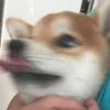 shiba_momi_momig