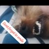 doggy_loverxx