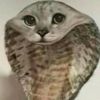 slowlagkub