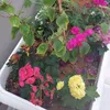 sarahalyoussef1