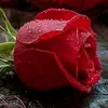 user0853.com
