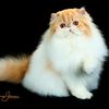 taweaver