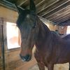 thisoldhorse