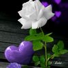 user3844754571091