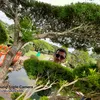 juvenaljosedearaujo