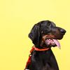 oakley.the.coonhound