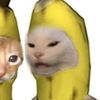 acxhi_o