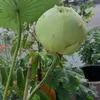 thuytrangnguyenle5