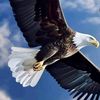 eagle202442