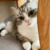 loma_6667