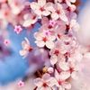 sakura.sakura011